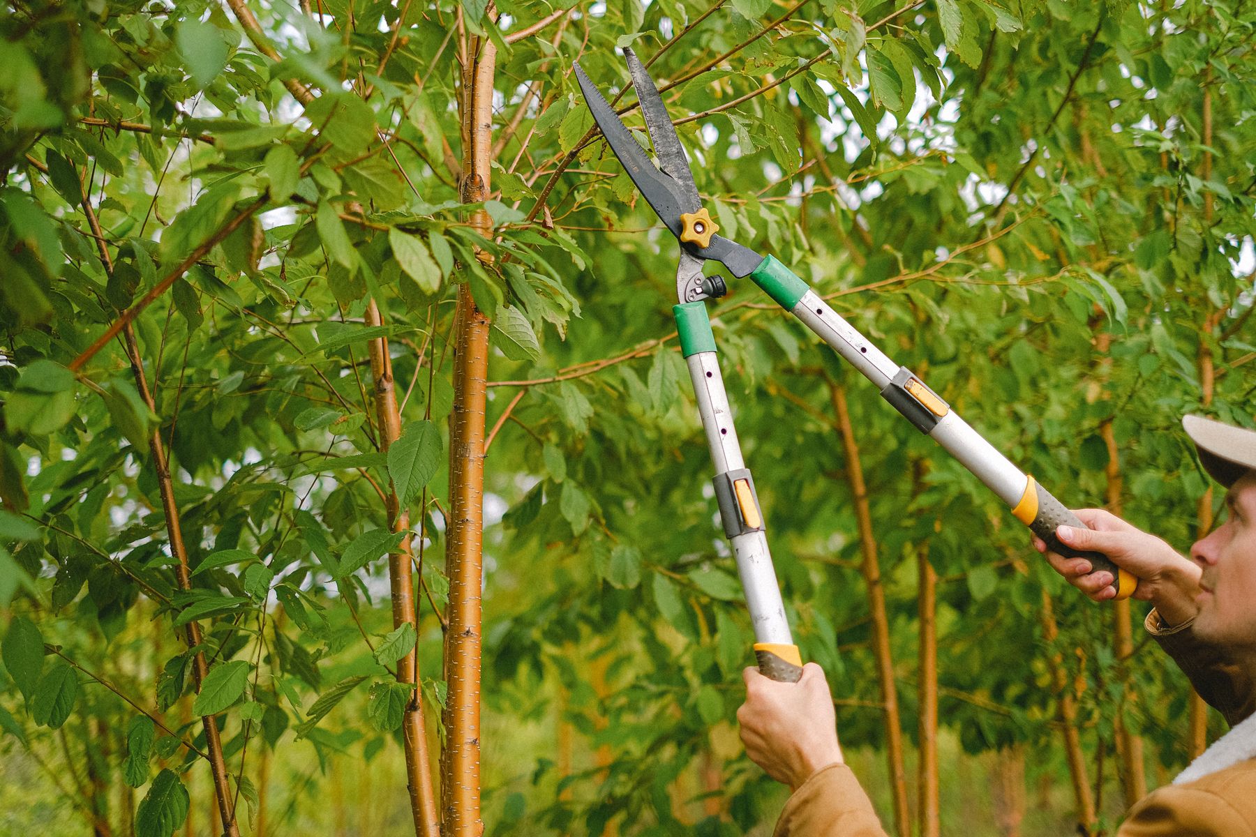 Gardener pruning leafy branches with secateurs