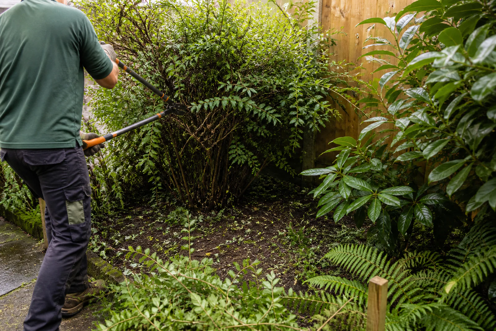 Gardener methodically reducing a dense garden bush with long-handled loppers