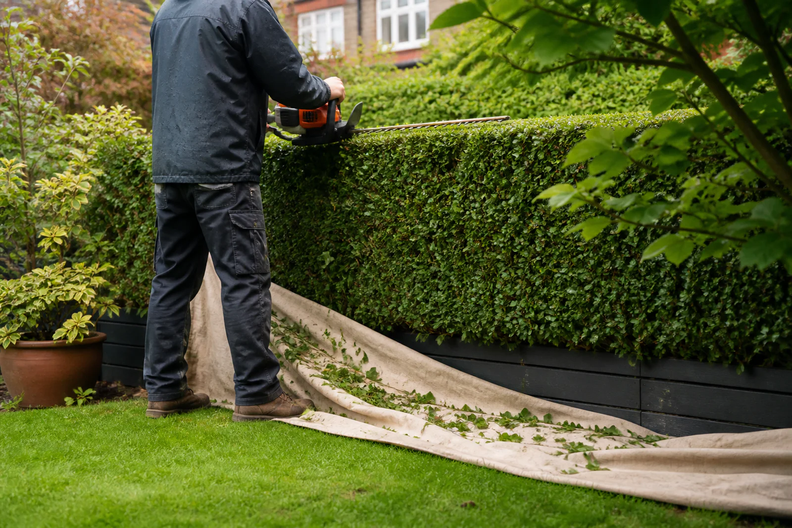 Gardener trimming a suburban hedge over a protective ground sheet
